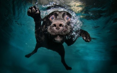 bilan-mensuel-avril-2013-new-protocol-pusaikozu-dog-under-water-funny